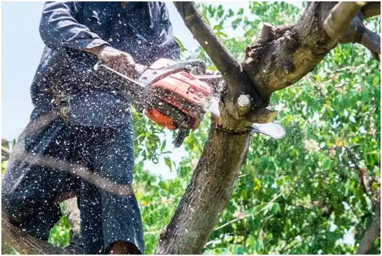 tree services Daniel